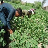 Interest free loan foar Farming Families: image 2 0f 2